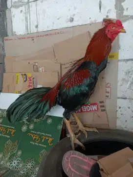 Ayam pacek pakoi prestasi