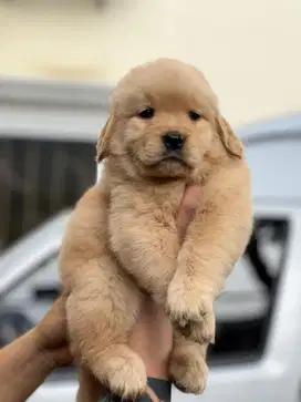 Golden retriever super quality Big bone