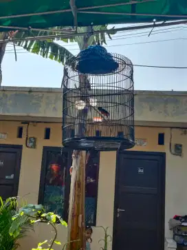 Murai jantan bodi besar ekor panjang