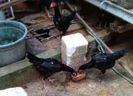Ayam Babon Betina Bangkok
