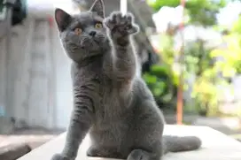 BSH jantan 8bulan