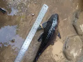 ikan sapu 30cm per ekor 10rb