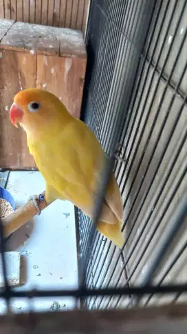 Lovebird crimino jantan