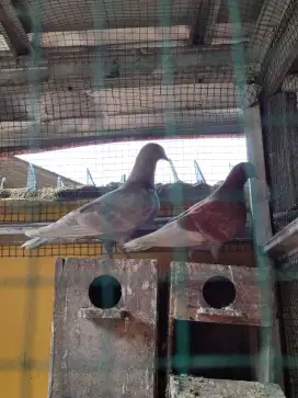 Burung dara 2 pasang + kandang