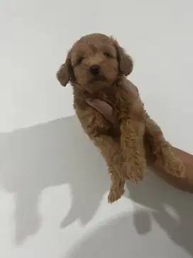 Anak anjing maltipoo poodle maltese betina jantan apricot