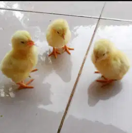 Jual Anak Ayam Broiler Cisarua – Sehat, Cepat Besar, Harga Terbaik