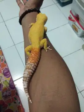 For sale Gecko SG male