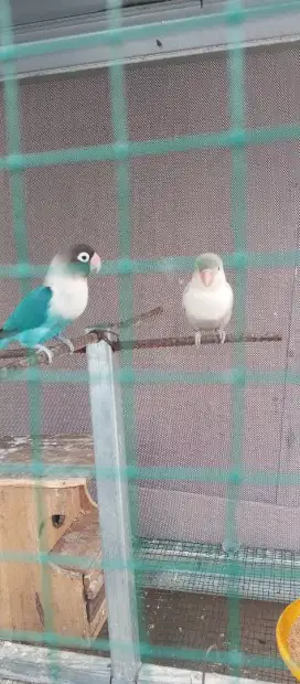 Lovebird Sepasang Produksi