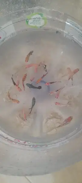 Ikan cupang betina
