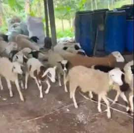 6 ekor bakalan domba 1 jantan 5 betina 5-6 bulan siap ternak murmer ok