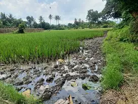 Dijual Cepat Sawah Produktif 1000m di Serdang Serang Banten