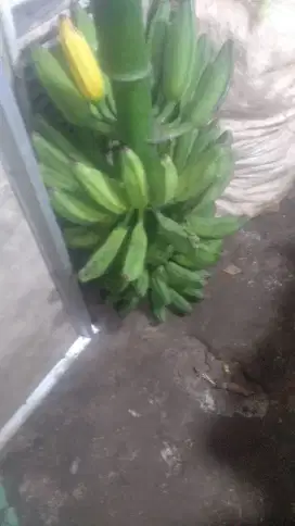 Di cari yang serius jadi reseller kripik pisang 99