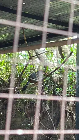 burung gacor murah banget