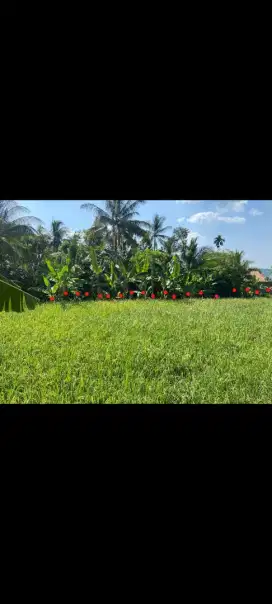 Dijual sawah aktif daerah pancur ciomas kabupaten serang