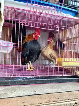 JUAL AYAM KATE TEMA SERAMA
