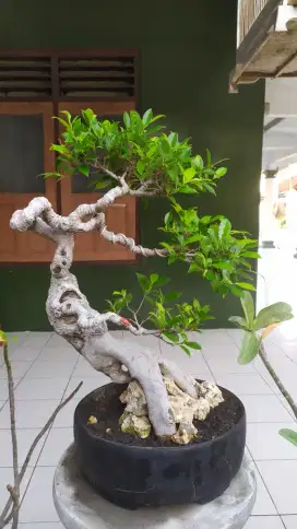 Bonsai kimeng bunjin