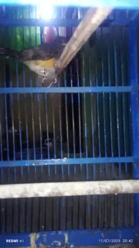 Murai batu betina