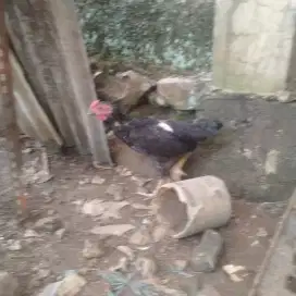 Ayam Kampung Jantan Sehat