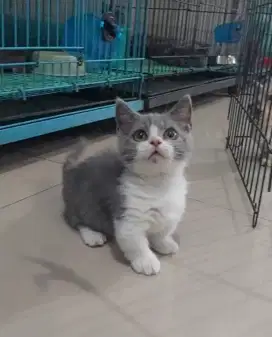 Munchkin British Shorthair