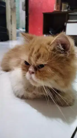 Kucing persia peaknose orange