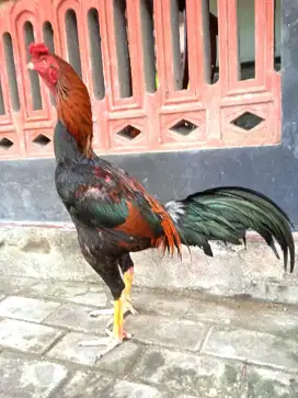 Ayam Bangkok ( khoytrad)