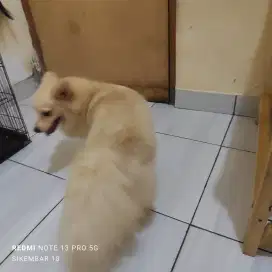 Anjing Minipom lucu