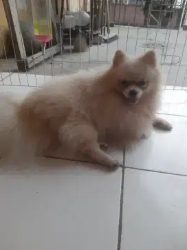 Anjing Pom jantan