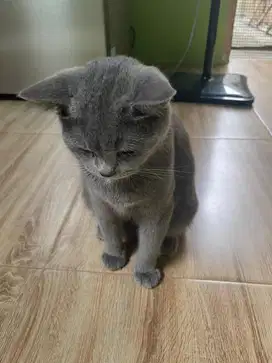 Kucing BSH Betina (non ped)