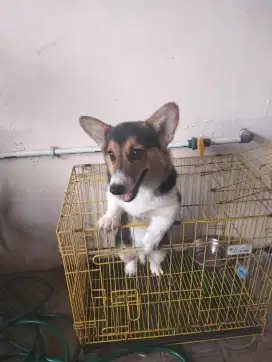 Anak Corgi Jantan