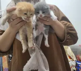 Lepas Adopt Kitten