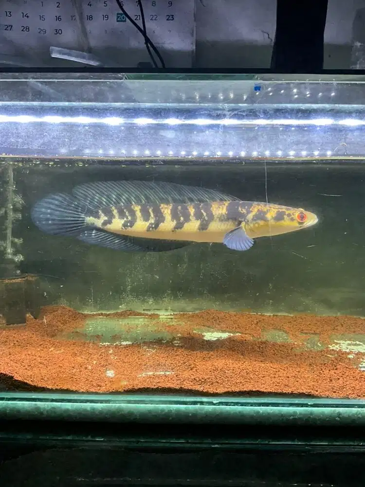 CHANNA MARU YS SIZE 35CM UP