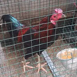 Ayam kampung jantan dewasa