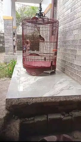 Murai batu rajin spek rumahan fighter