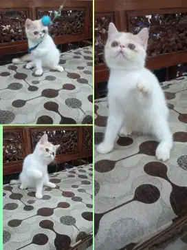 Kitten Persia Exotic