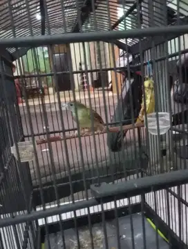 Burung Kapas tembak jinlat