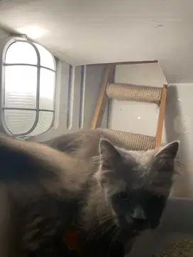 Kucing Persia x BSH