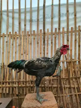 Sepasang Ayam Pelung Remaja