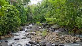 Jual tanah view sawah Los sungai cantik di tabanan bali