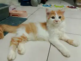 2 Kitten Munchkin NS