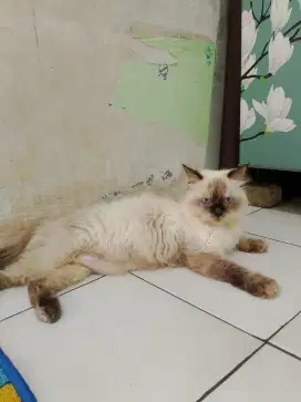 Betina Himalaya
