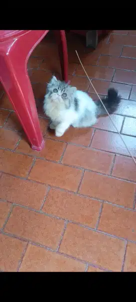 Kiten persia peaknose betina