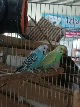 Burung parkit jantan