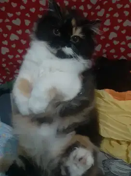 Persia Calico 5bln Betina