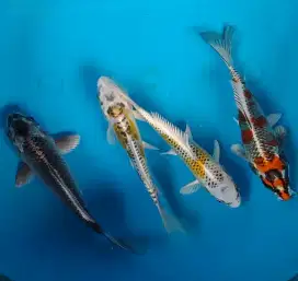 Koi Paket Antikan 4ekor size 18 20cm