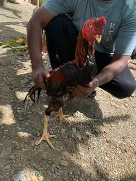 ayam bk bangkok