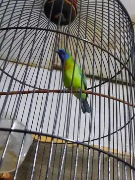 Jual sangkar fullset