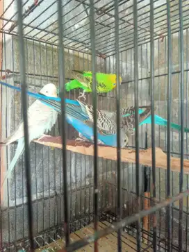 Burung parkit 4 ekor dewasa murah