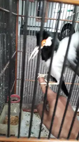 Jalak suren jinak gacor mompa cocok buat jaga teras