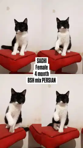 Anak Kucing British Shorthair mix