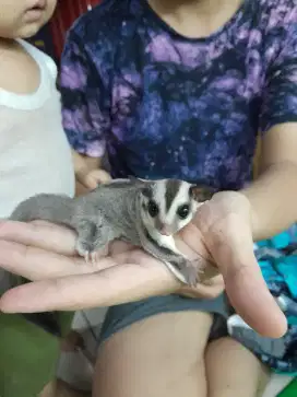 SUGAR GLIDER JOEY BETINA